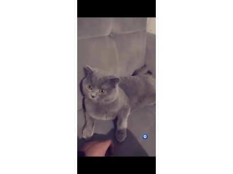 British shorthair aslan kafa olarak geçer