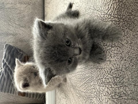 British shorthair kedisi