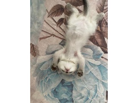 3 aylık blue point british shorthair inci tanemiz