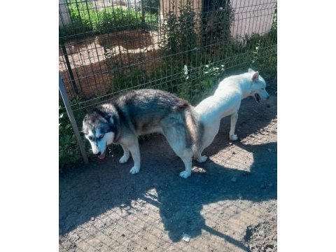 Mavi gözlü süt beyaz erkek husky sibirya kurtları