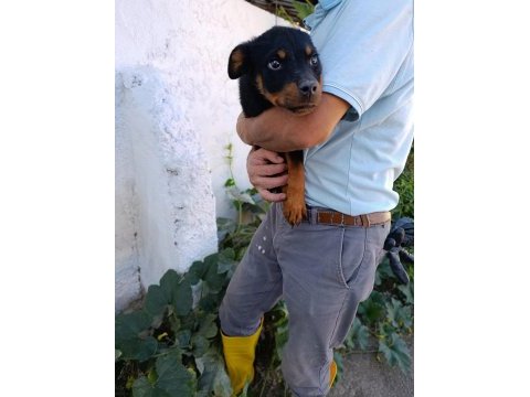 Rottweiler dişi yavrularımız