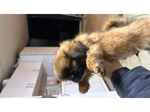 45 günlük erkek dişi pekinez yavruları