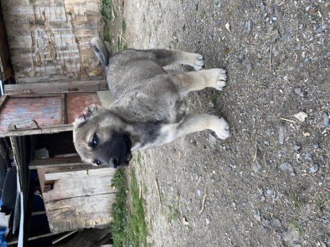 Mükemmel anatomi kangal yavrular