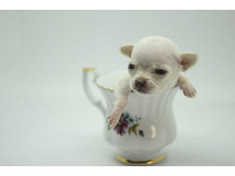 Muhteşem anatomide şivava chihuahua bebekler