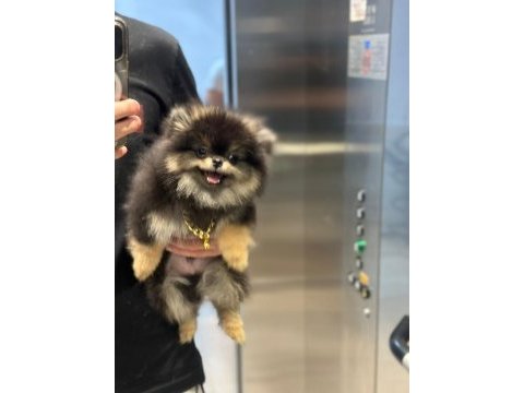 Yumoş pomeranian boo yavrusu