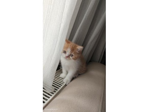 Exotic shorthair dişi
