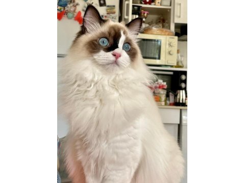 Anne altından safkan ragdoll yavru kediler