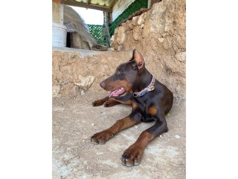 A scr şampiyon soy doberman