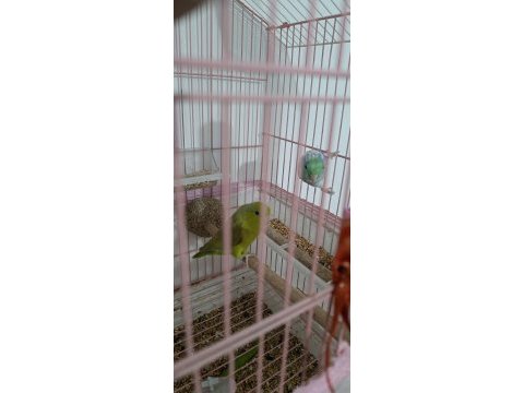 Forpus papağanı çift dişili erkekli 6 7 aylık
