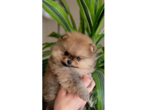 Irkının en iyilerinden pomeranian yavrular