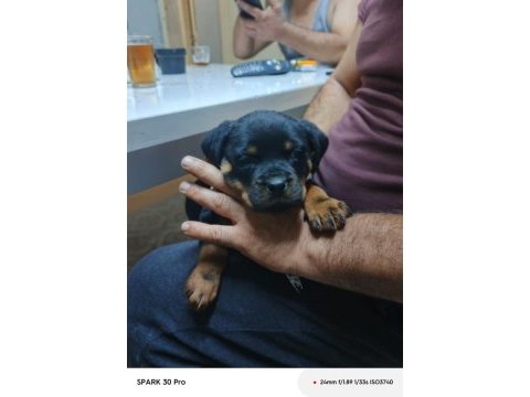 Irk garantili rottweiler yavrular