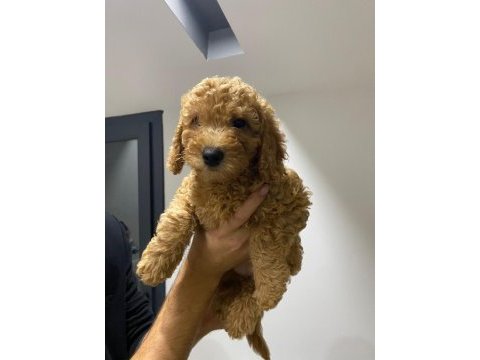 Yavru toy poodle sahiplendirme