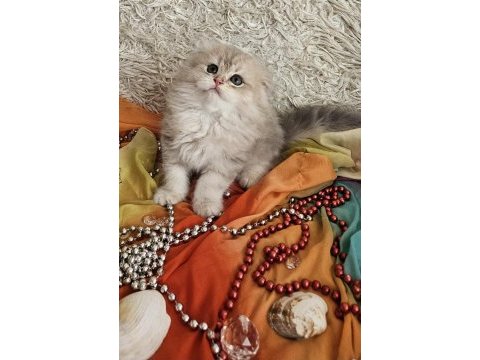 Golden scottish fold pofidik bebekler