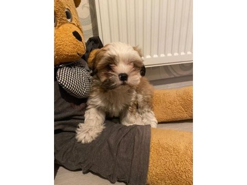 Tatlı yavru shih tzu