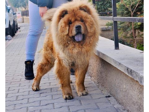 1 yaşında bulunmayacak güzellikte chow chow