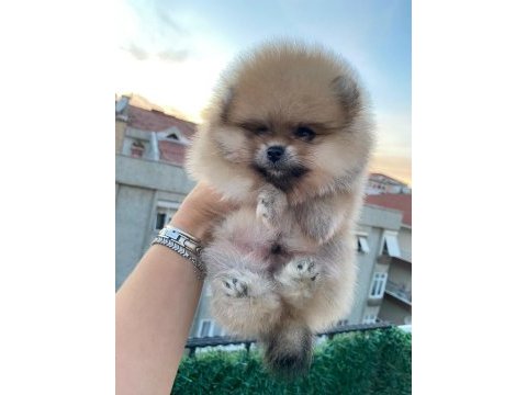 Erkek orange pomeranian boo
