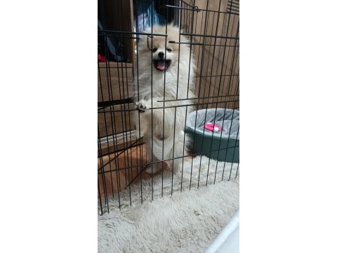 Pomeranian çikom acil verilecek