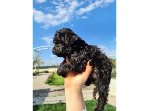 Zeytin gibi siyah poodle yavrularımız