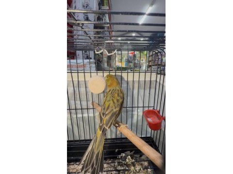 Severek büyüttüğüm hayvanlar
