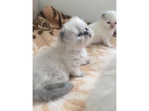 Exotic shorthair bebeklerimiz