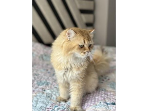 Dişi british longhair