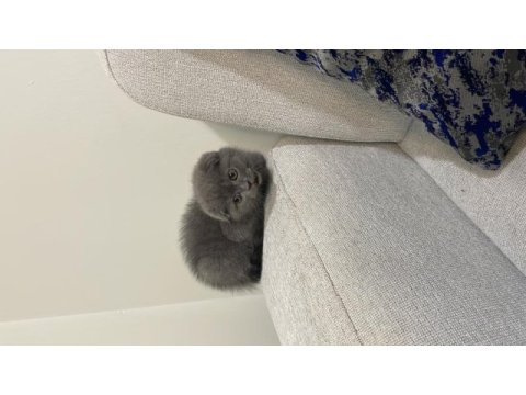 2 aylık kırık kulak dişi scottish fold