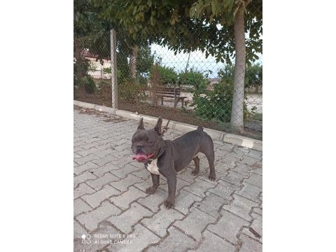 Blue erkek french bulldog