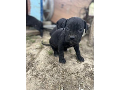 Cane corso blue yavrular