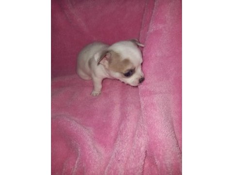 Mini şivava