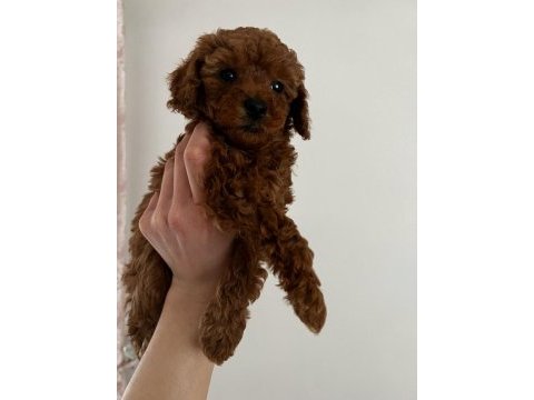 Red brown korelan toy poodle yavrular