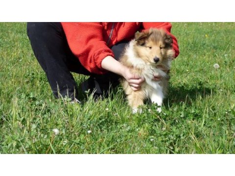 Rough collie ( lessie ) yavruları