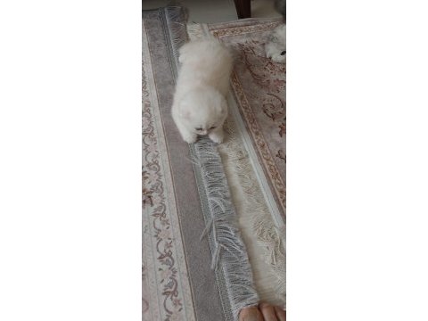 Scottish fold yavrumuz