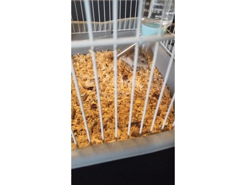 Anne ve yavru hamster