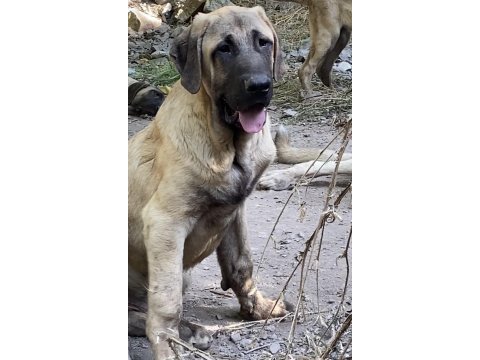 Köpeğimizi sahiplendiriyoruz