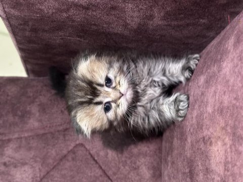 British longhair ve shorthair