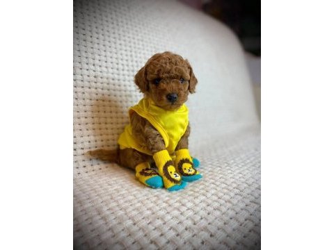 Ruhsatlı köpek çiftliğinden toy poodle yavrularımız