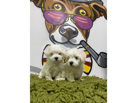 Orjinal maltese terrıer yavrular