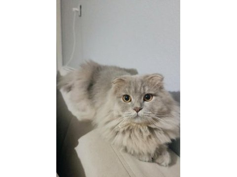 Kehribar gözlü british longhair oğlum