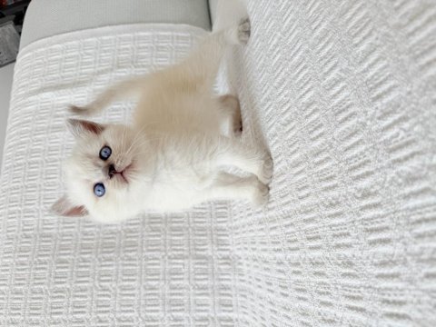 Blue point british shorthair bebekler