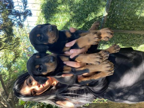 King doberman yavrularım