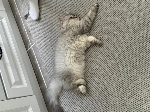 5 aylık british longhair kedimiz için açıklamayı okuyunuz