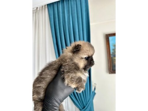 Pomeranian teddy bear yavrularımız