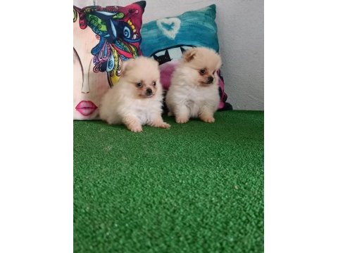 Pomeranian yavrularımız