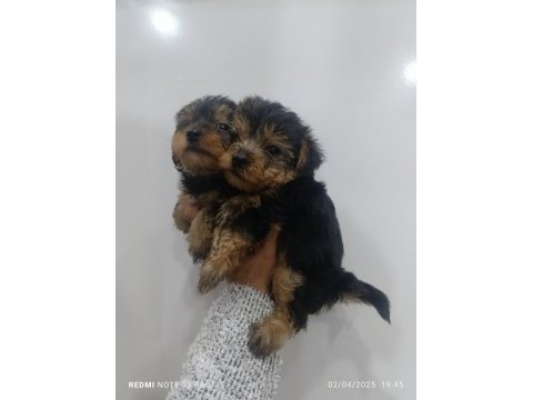 Yorkshire terrier bebeklerimiz 45 günlük