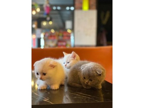 Scottish fold yeterince anne sütü aldı oyuncu kediler
