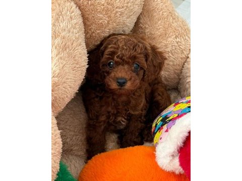 Toy poodle 4 aylık