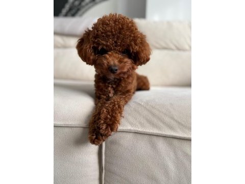 Kore erkek 2,5 kg 15 aylık poodle