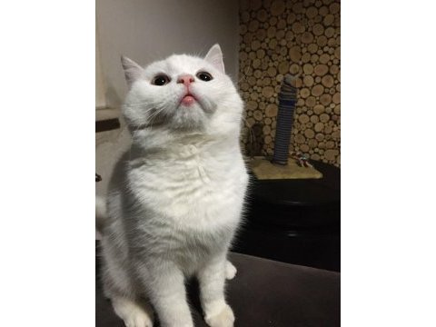Dişi british longhair cinsi kedimiz