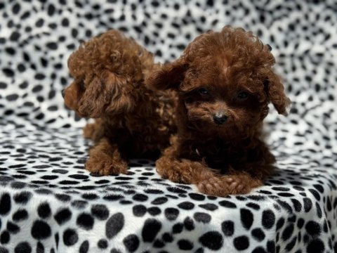 Show kalite tea cup kore poodle yavrumuz