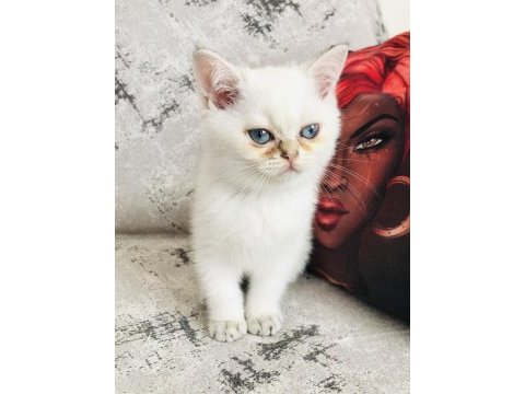 Dünyaca ünlü şecere sahibi british shorthair yavrularımız